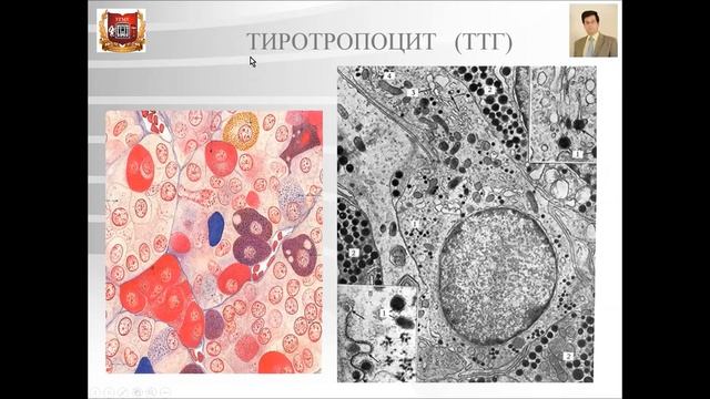 Эндокринная система смотреть онлайн
