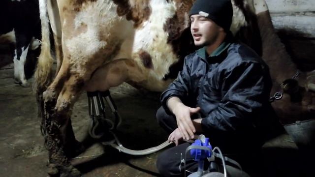 Приучаем КОРОВ К ДОИЛЬНОМУ АППАРАТУ! ДОИЛЬНЫЙ АППАРАТ ДЛЯ КОРОВ! ПЕРВАЯ ДОЙКА! ДОИЛЬНЫЙ АППАРАТ АИ смотреть онлайн