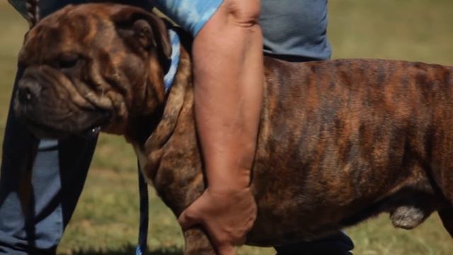 LEAVITT BULLDOGS THE BEST RECREATION OF THE ORIGINAL ENGLISH BULLDOG