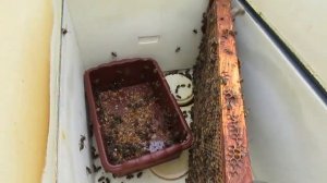 8 рамочные ульи в работе на пасеке, на сегодня нравятся больше чем 10 рамочные и 12 рамочные