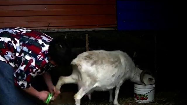Стойловый период Срочно проверяем и лечим копыта смотреть онлайн