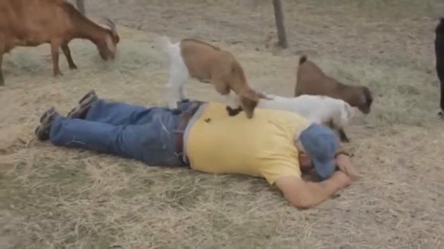 Смешные животные Funny Animals #3 смотреть онлайн