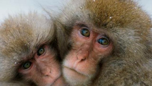 Обезьяны могут разговаривать как люди, но почему они этого не делают? смотреть онлайн