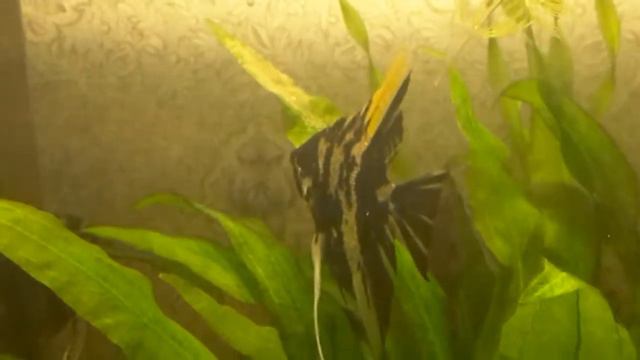 Скалярии отметали икру. смотреть онлайн