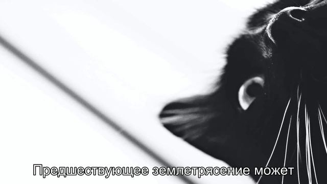 Как кошки предсказывают землетрясения? Научное объяснение смотреть онлайн