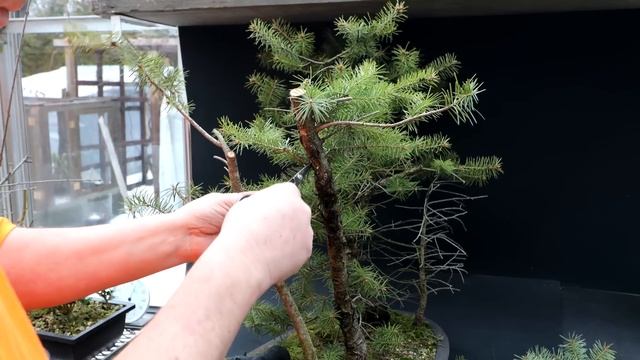 Pruning My Douglas Fir Trees, The Bonsai Zone, Dec 2022 смотреть онлайн