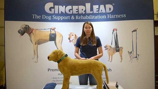 GingerLead Dog Support Harness Sizing Instructions смотреть онлайн