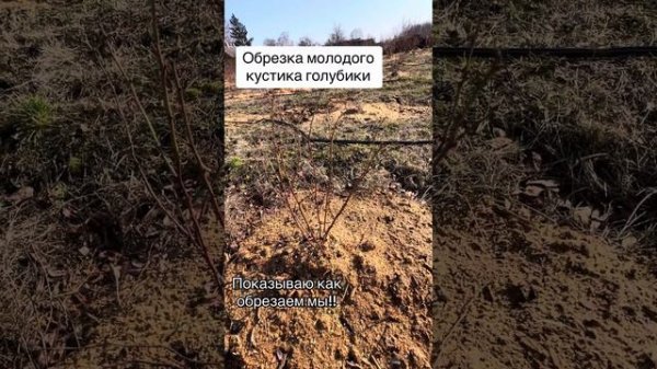 Обрезка молодого кустика голубики . Обрезкаголубики . Обрезка голубики весной