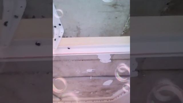 Установка разделителя для обхода калоны.18.10.2018 смотреть онлайн