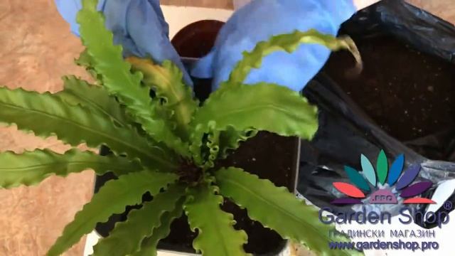 How to plant bird nest fern indoor plant in new pot (Asplenium nidus) смотреть онлайн