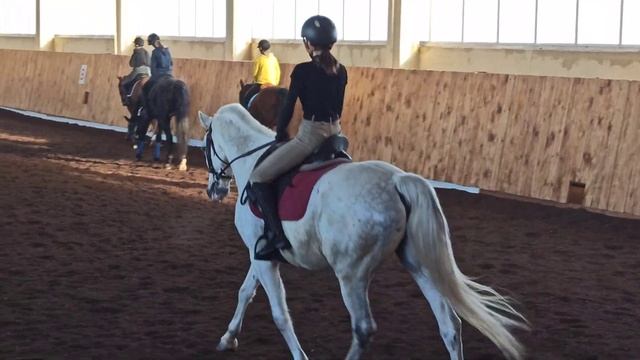 Конные тренировки смотреть онлайн