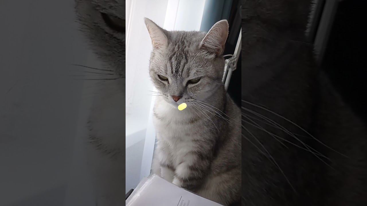 Няшный котик #shorts смотреть онлайн