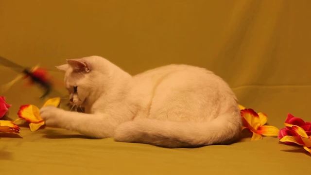 Британская серебристая тикированная шиншилла-поинт питомник Greycat 8(926)993-70-25 смотреть онлайн
