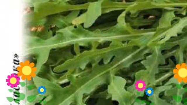 Рукола (Гурман). Краткий обзор: Рукола описание характеристик, где купить семена