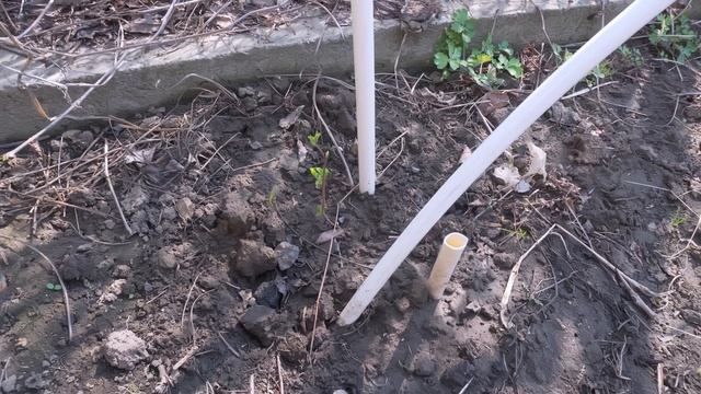 Кто хорошо работает на даче, тот вкусно ест шашлык. Влог. смотреть онлайн