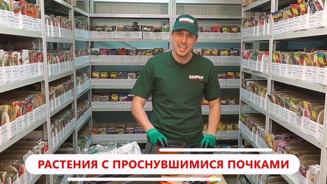 Как сохранить корневища многолетников до посадки смотреть онлайн