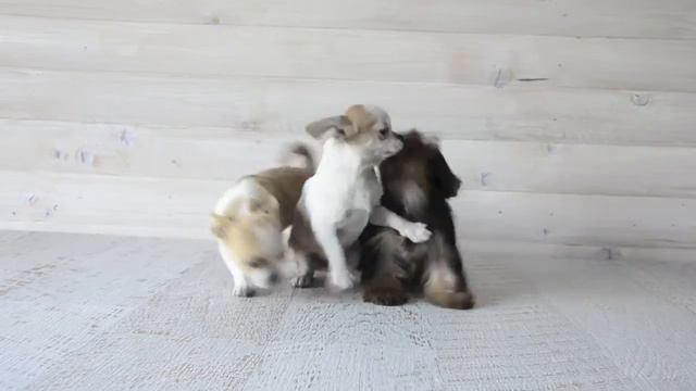 Щенки чихуахуа и щенок йорка играют смотреть онлайн