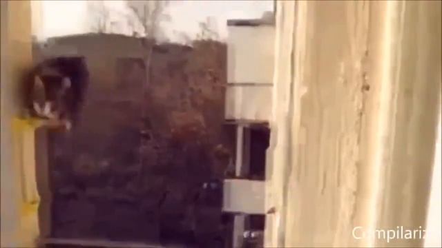 Веселые животные. смотреть онлайн