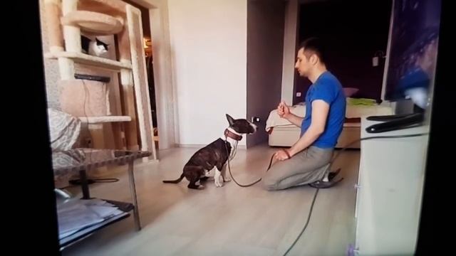 бультерьер смотреть онлайн