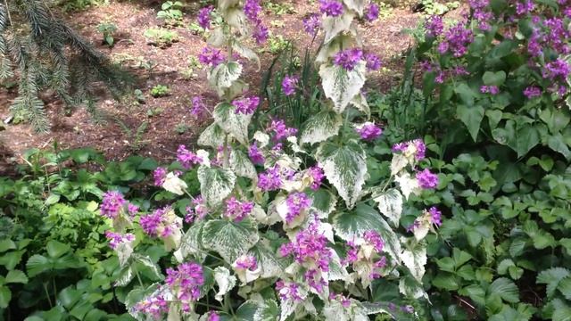 Lunaria Annua Variegata ( Honesty Plant ) смотреть онлайн