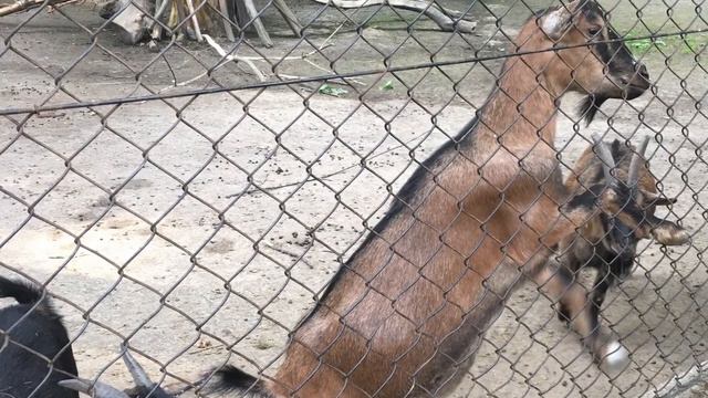 Zoo Kraków 2018 / Краковский Зоопарк смотреть онлайн