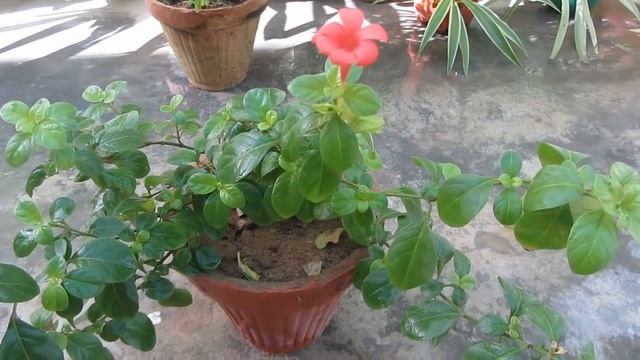 Coral Creeper-Barleria Repens Beautiful Flowering Groundcover Plant - Caring Tips | Urdu/Hindi смотреть онлайн