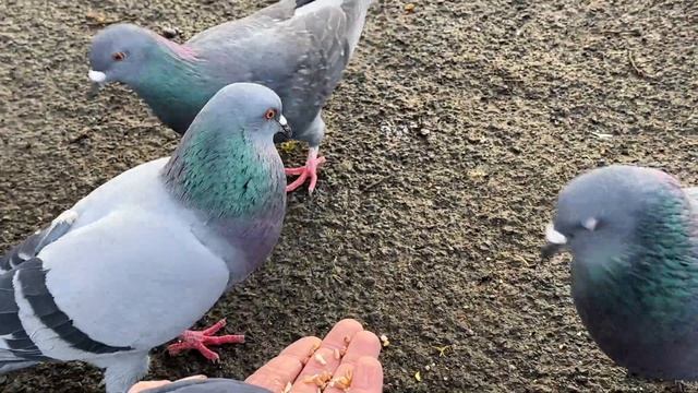 Pigeon wing slapping смотреть онлайн