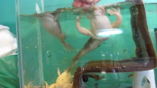 Шпорцевая аквариумная лягушка. смотреть онлайн