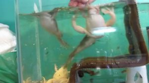 Шпорцевая аквариумная лягушка.