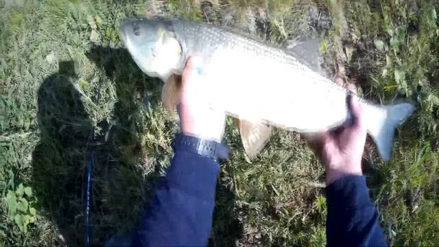 ЖЕРЕХ НА ВЕРТУШКУ!!! ОТЧЕТ С РЫБАЛКИ. НОВЫЕ МЕСТА. смотреть онлайн