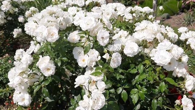 одна из САМЫХ ЖЕЛАННЫХ белых роз - роза Айсберг / rose Iceberg / ROZI MIRA смотреть онлайн