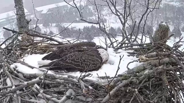 Белоголовый орлан высиживает яйца во время метели смотреть онлайн