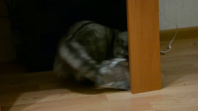 Котенок манчкин и шуршалочка смотреть онлайн