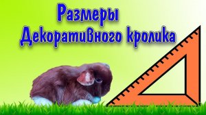 Декоративные кролики: размеры, какой будет.