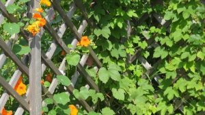 НАСТУРЦИЯ - неприхотливое растение для сада и балкона. Посадка и уход для пышного цветения