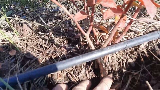 Как правильно покупать саженцы голубики! И как определить возраст саженцев? смотреть онлайн