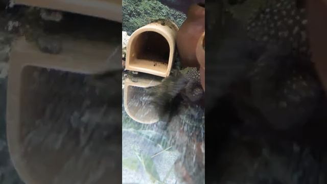 Анциструсы. Бой за домик. смотреть онлайн
