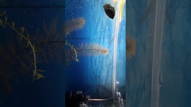 Хромис красавец стал проблемой