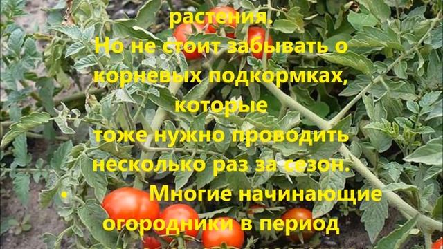 8 советов по уходу за помидорами смотреть онлайн