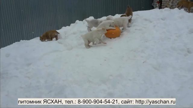 Щенкам алабая два месяца смотреть онлайн