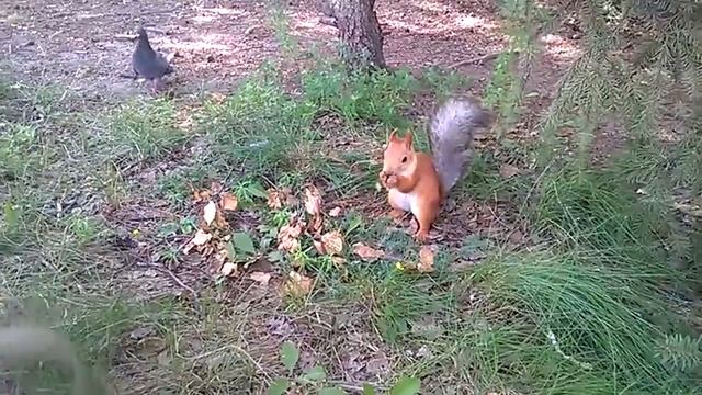 2017 Белочка в парке "Сказка" 2017 год смотреть онлайн