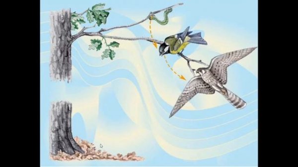 Қоректік тізбек