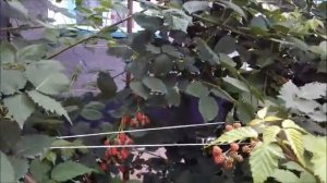 Ежевика Лох Несс (Loch Ness)