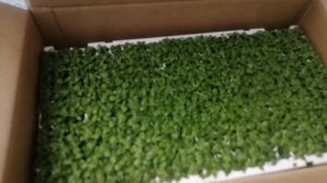 Поставка сеянцев от Beekenkamp. Цветок, который выдержал наше палящее солнце. ПЕНТАС.