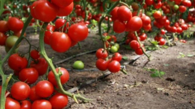 Томаты Что посадить. И СРОКИ ПОСАДКИ. смотреть онлайн