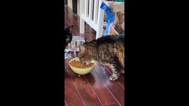 Забавные кубики. Подборка приколов. Vo21 смотреть онлайн