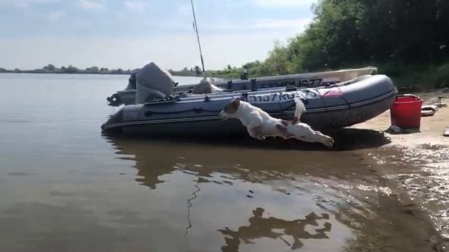 Джек Ракета. Джек-Рассел терьер. Мои сыночки Пашки. Пашка младший. смотреть онлайн