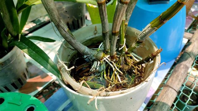 Dendrobium orchid care and growing guide #dendrobium #orchids #orchidcare смотреть онлайн