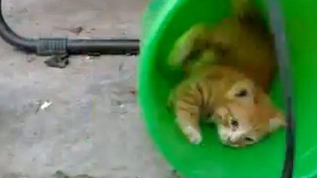 Котенок в ведре смотреть онлайн