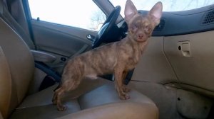 Щенок чихуахуа 7 месяцев